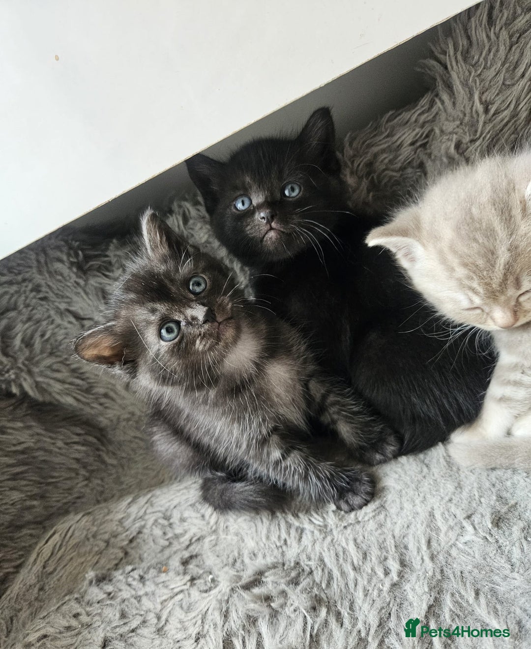 Burmese cats for sale: Beautiful Burmese x British kittens for sale 🤍  - Image 6