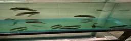Axolotl reptiles for sale: Axolotls for sale  - Advert 3