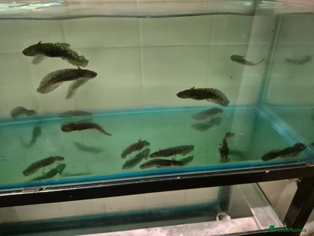 Axolotl reptiles for sale: Axolotls for sale  - Advert 3