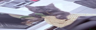 Maine Coon 1