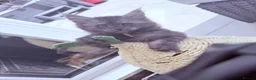 Maine Coon cats for sale: Beautiful Maine Coon Ready for Their Forever Homes - Advert 8