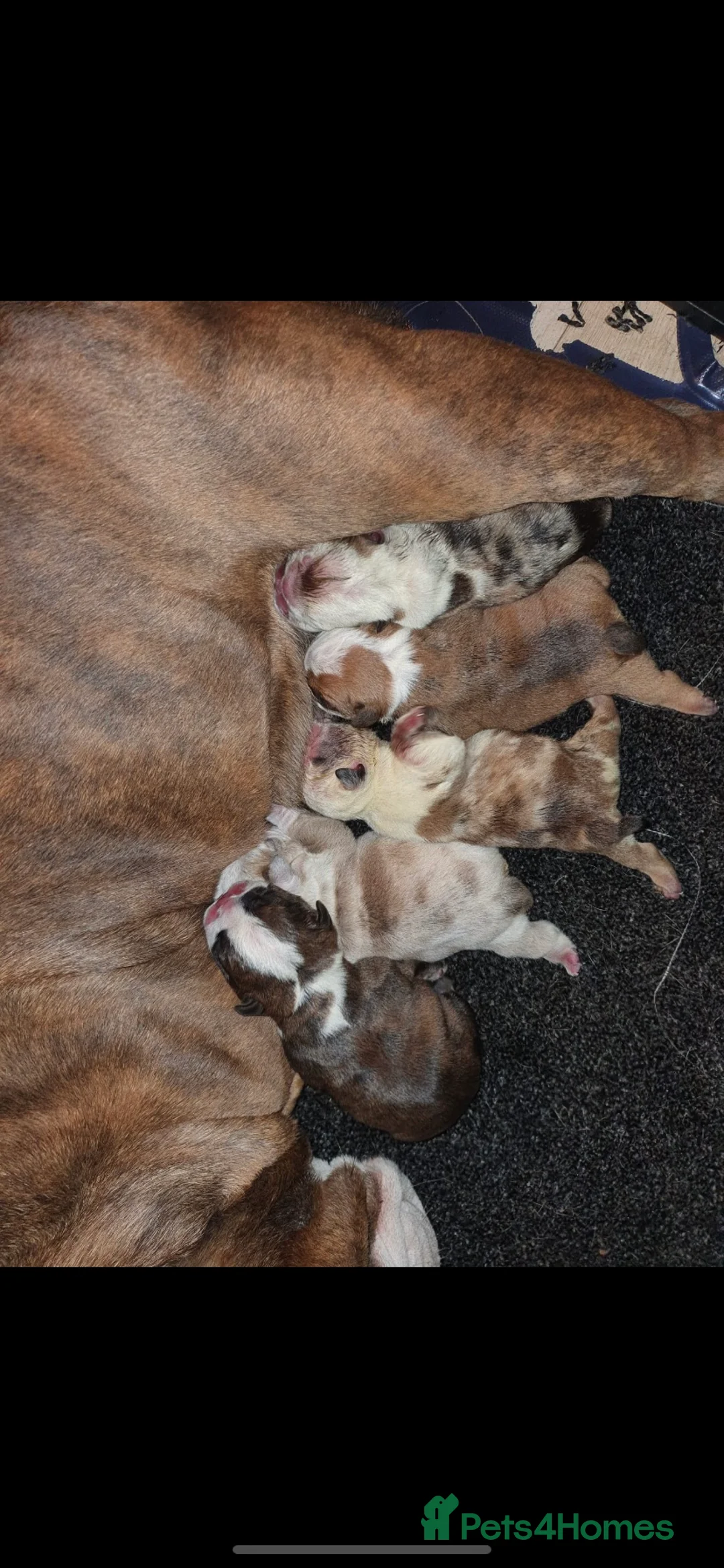 English Bulldog dogs for stud: PROVEN -SHRINKABULLS bloodline.  in Coventry - Advert 8