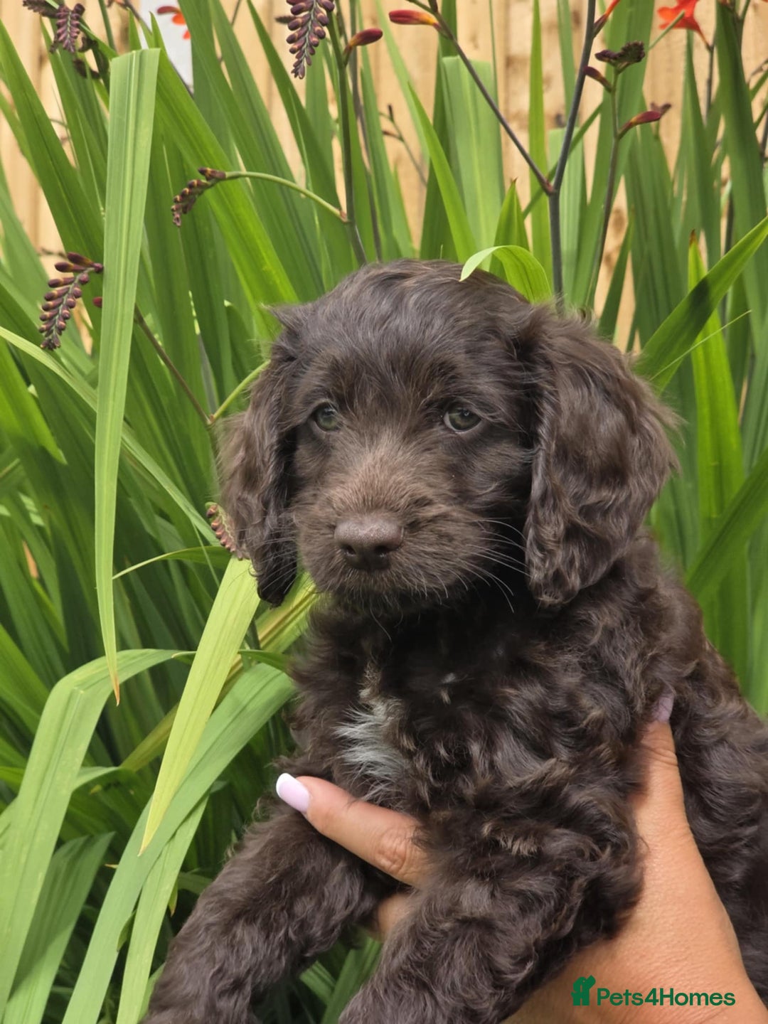 Sproodle dogs for sale: Gorgeous Chocolate Sproodle Puppies - Image 25