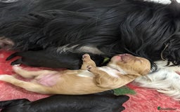 Cavapoo dogs for sale: F1 cavapoo puppies heath tested  - Image 33