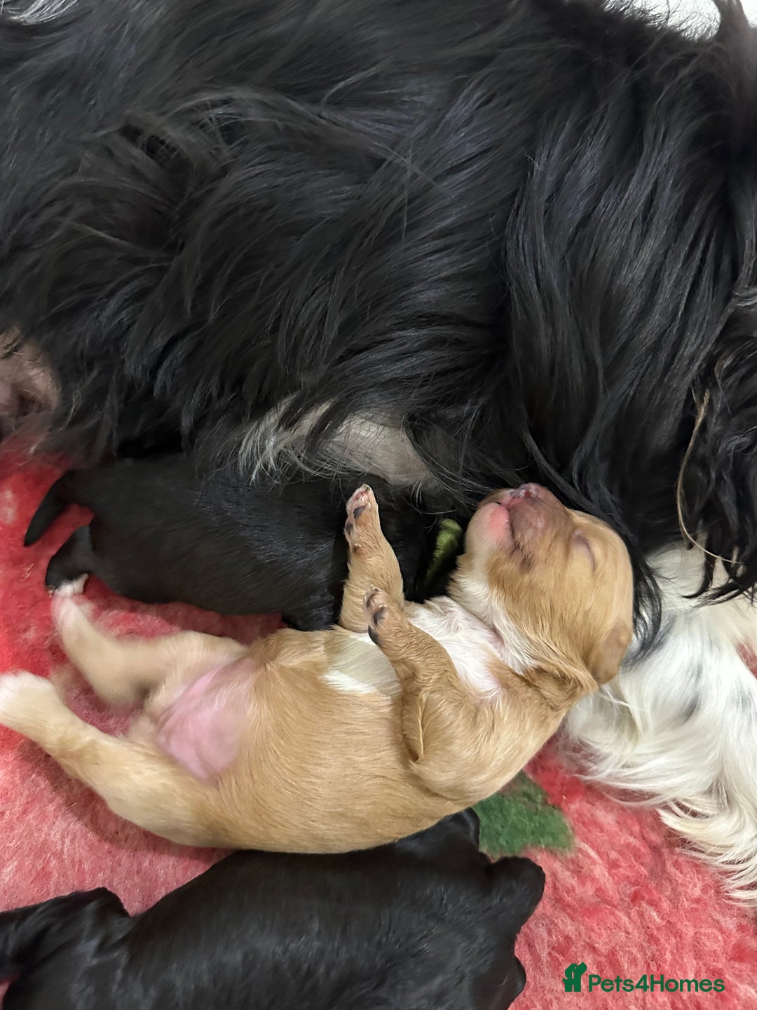 Cavapoo dogs for sale: F1 cavapoo puppies heath tested  - Image 33