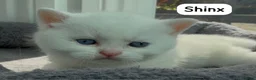 British Shorthair cats for sale: ✨⭐️Beautiful White British shorthair kittens⭐️✨ - Advert 26