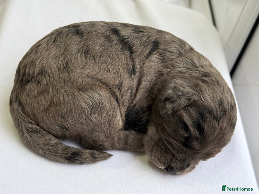 Cockapoo dogs for sale: F1 COCKAPOO PUPS - Advert 4