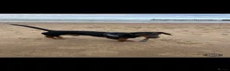 Dachshund dogs for sale: MAC THE SAUSAGE - Advert 4