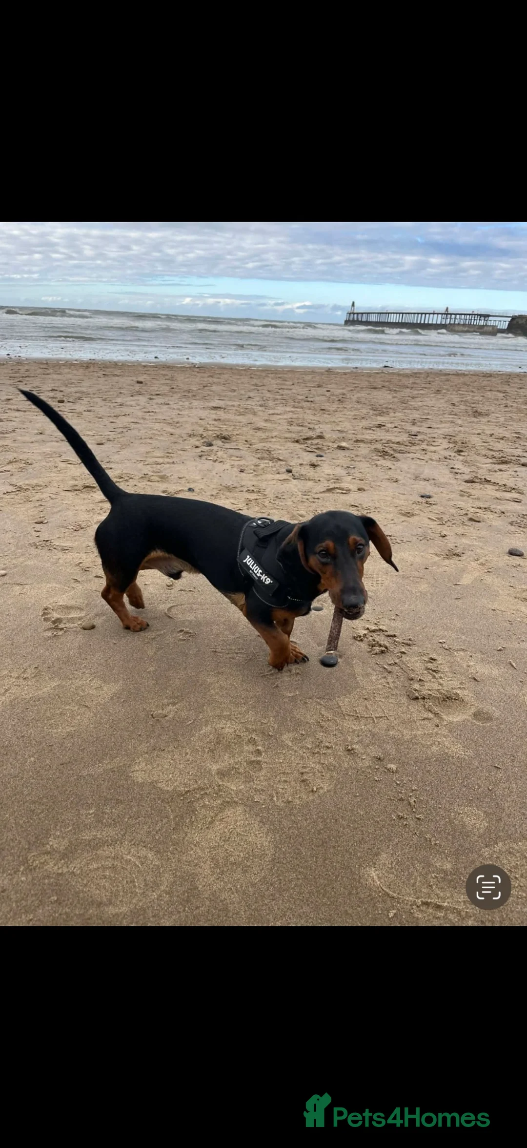 Dachshund dogs for sale: MAC THE SAUSAGE - Advert 4
