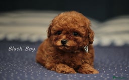 Toy Poodle dogs for sale: READY TO GO ASIAN DARK RED TOY POODLE PUPPIES - Image 4