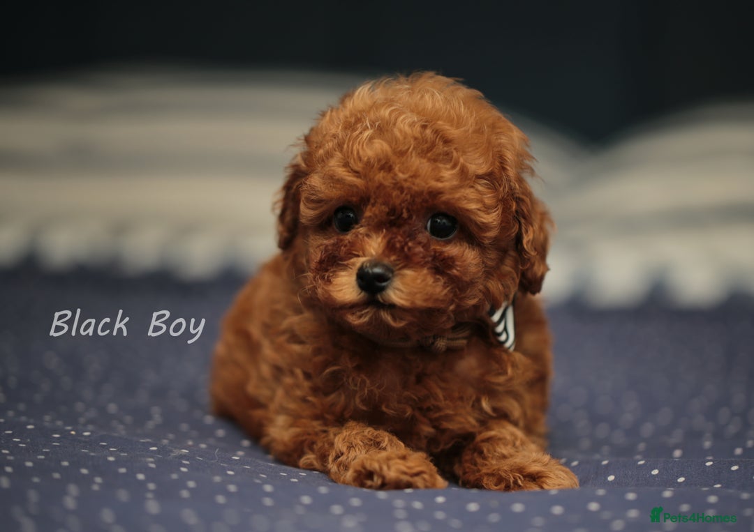 Toy Poodle dogs for sale: READY TO GO ASIAN DARK RED TOY POODLE PUPPIES - Image 4