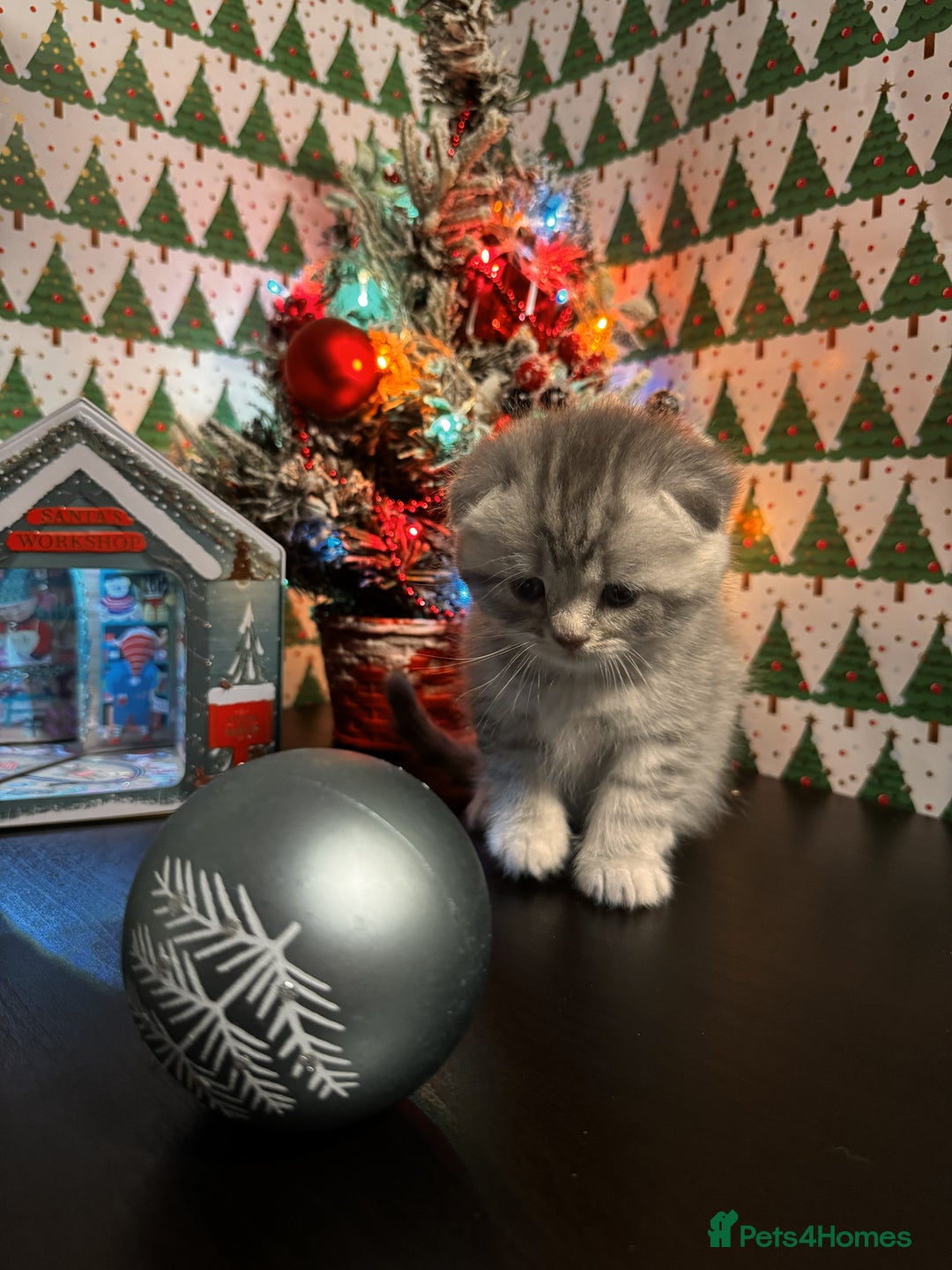 Scottish Fold cats for sale: 4 Beautiful Scottish Fold Kittens - Advert 25