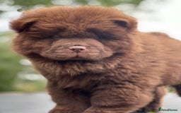 Chow Chow dogs for sale: Mr chow  - Image 8