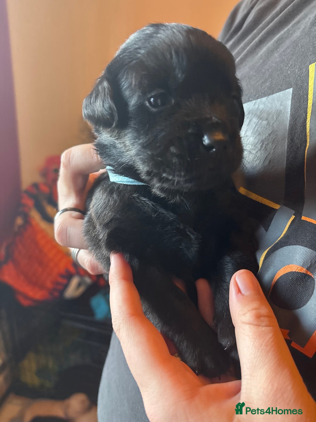 Goldador dogs for sale: Goldador puppies - Advert 4