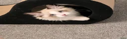 Ragdoll cats for sale: Stunning Ragdoll Kitten in London - Advert 2
