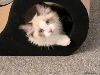 Ragdoll cats Stunning Ragdoll Kitten- Lucky - Advert 2