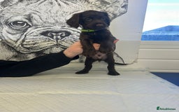 Sprocker dogs for sale: 2 girls 1 boy available - Advert 3