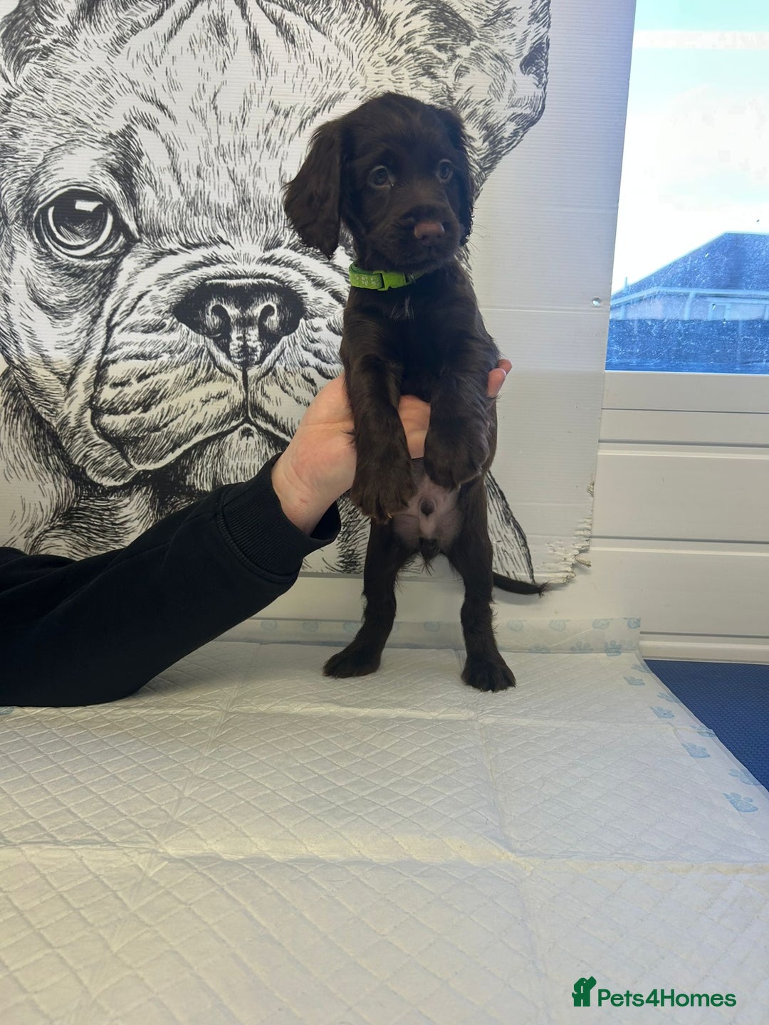 Sprocker dogs for sale: 2 girls 1 boy available - Advert 3