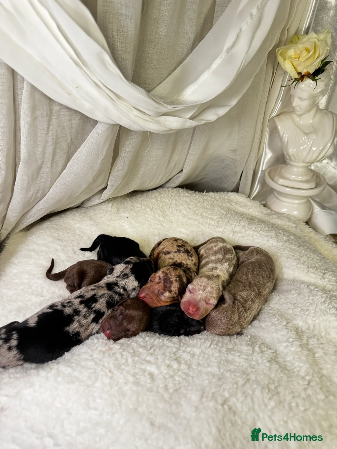 Miniature Dachshund dogs for sale: MINI DACHSHUND PUPPIES💕 KC REGISTERED/PRA CLEAR  - Advert 5