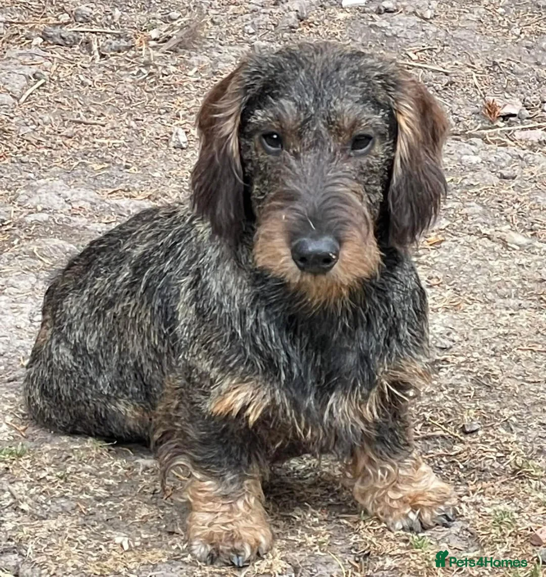 Dachshund dogs for stud: Stunning Kc standard wirehaired  - Advert 3