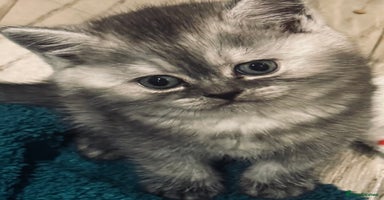 Scottish Fold cats - Advert 10