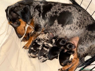 Miniature Dachshund dogs Miniature Dachshund - Advert 2