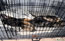 German Shepherd dogs for sale: Ozzo  - Image 3