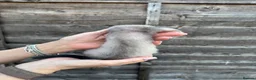 Ferret rodents for sale: Ferret kits  - Advert 4