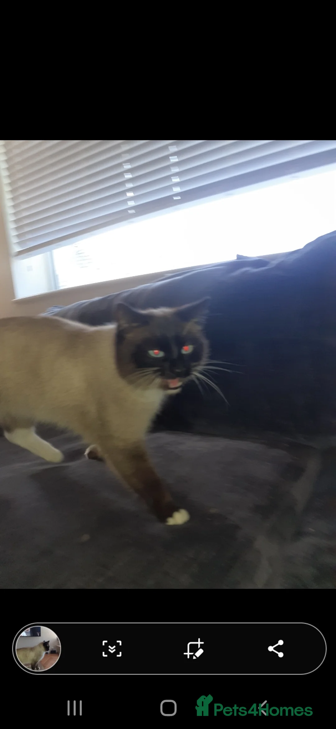 Ragdoll cats for sale: Ragdoll boy - Advert 1