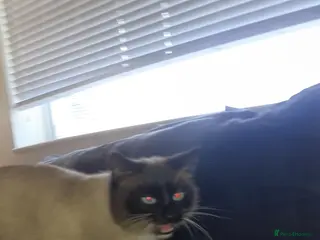 Ragdoll cats Ragdoll boy - Advert 6