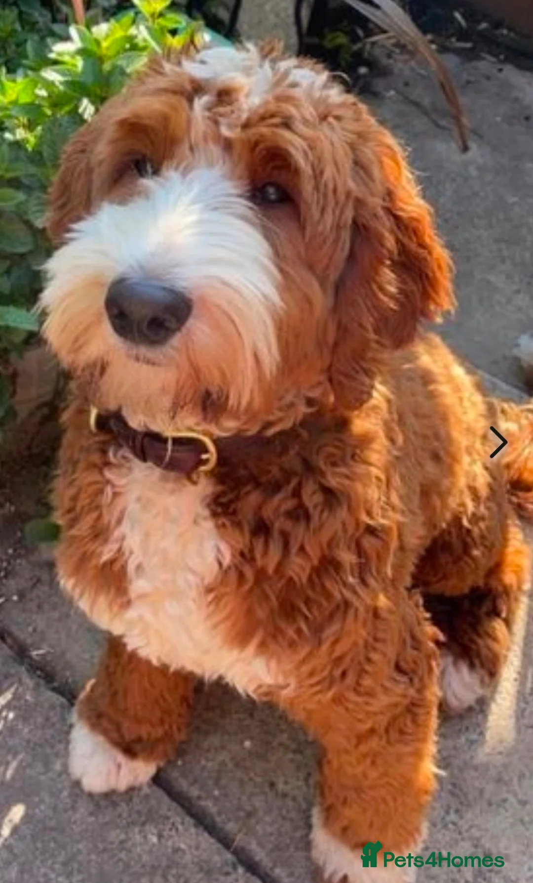 Mixed Breed dogs for sale: 🐶❤️Australian double doodles❤️🐶Waiting list - Advert 2