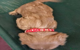 Cavalier King Charles Spaniel dogs for sale: Stunning Deep Ruby Cavalier king Charles puppies  - Image 32
