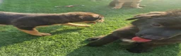 Sheprador dogs for sale: Sheprador Puppies – German Shepherd × Labrador - Advert 9