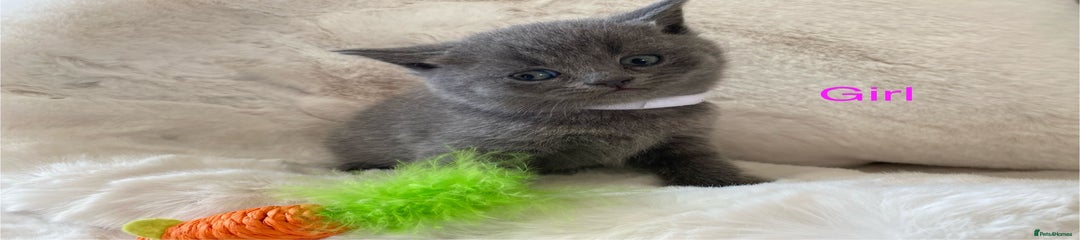 British Shorthair Kitten 4