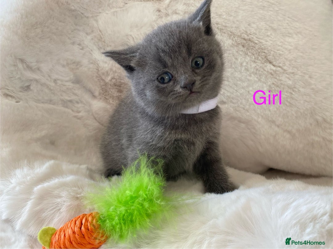 British Shorthair cats for sale: British Shorthair Kittens - Image 5