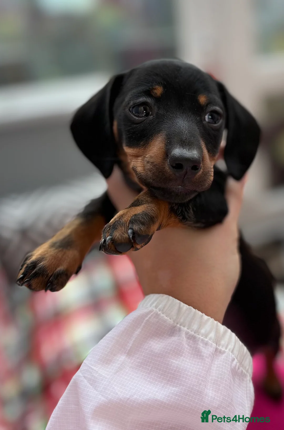 Dachshund dogs for sale: Little milo in Halifax - Advert 6