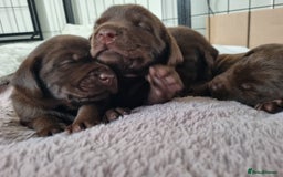 Labrador Retriever dogs for sale: Bundle of Chocolate Joy- Labrador Retrive Puppies - Image 13