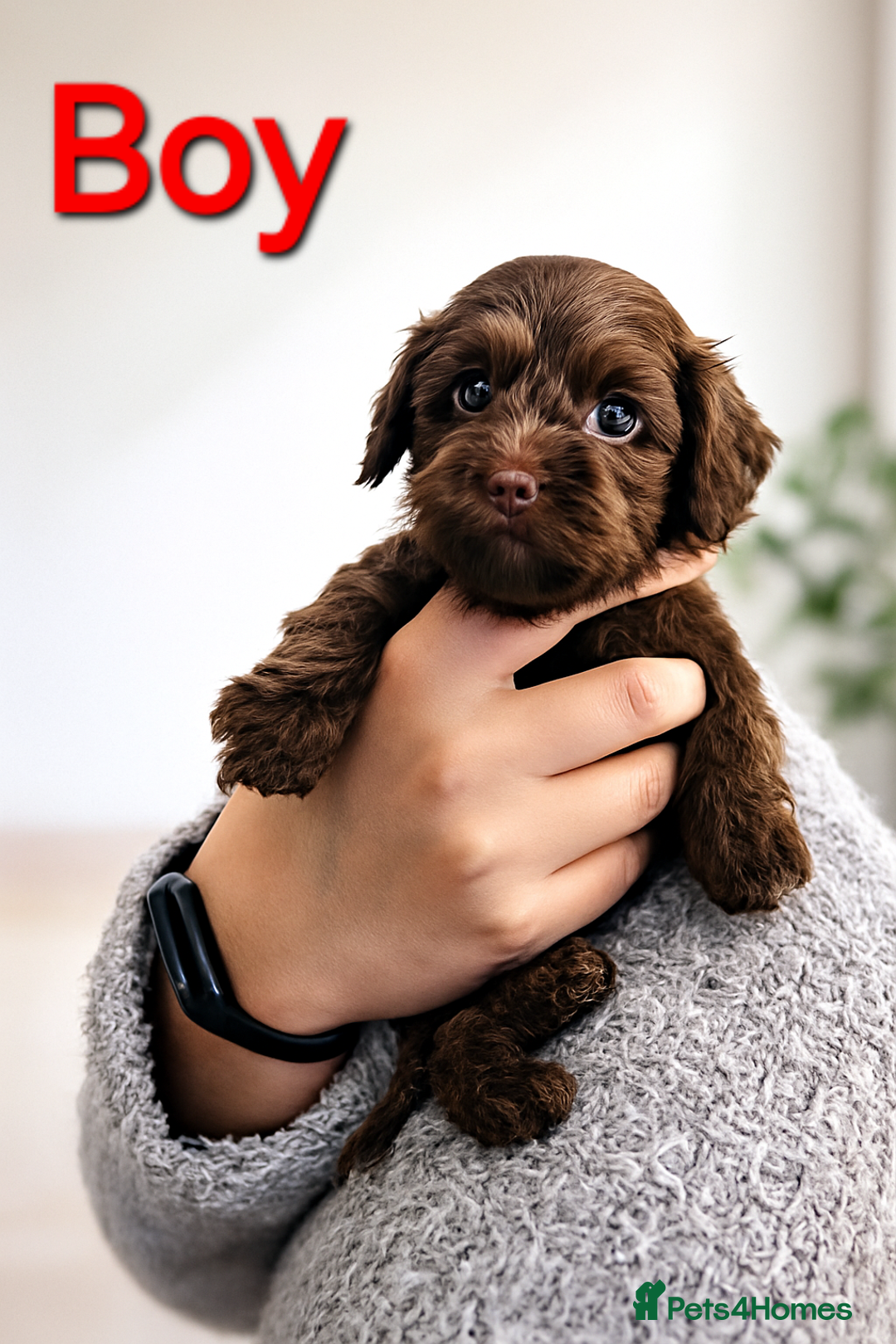 Cockapoo dogs for sale: Cockapoo puppies - Advert 8