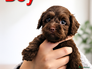 Cockapoo dogs for sale: Cockapoo puppies - Advert 1