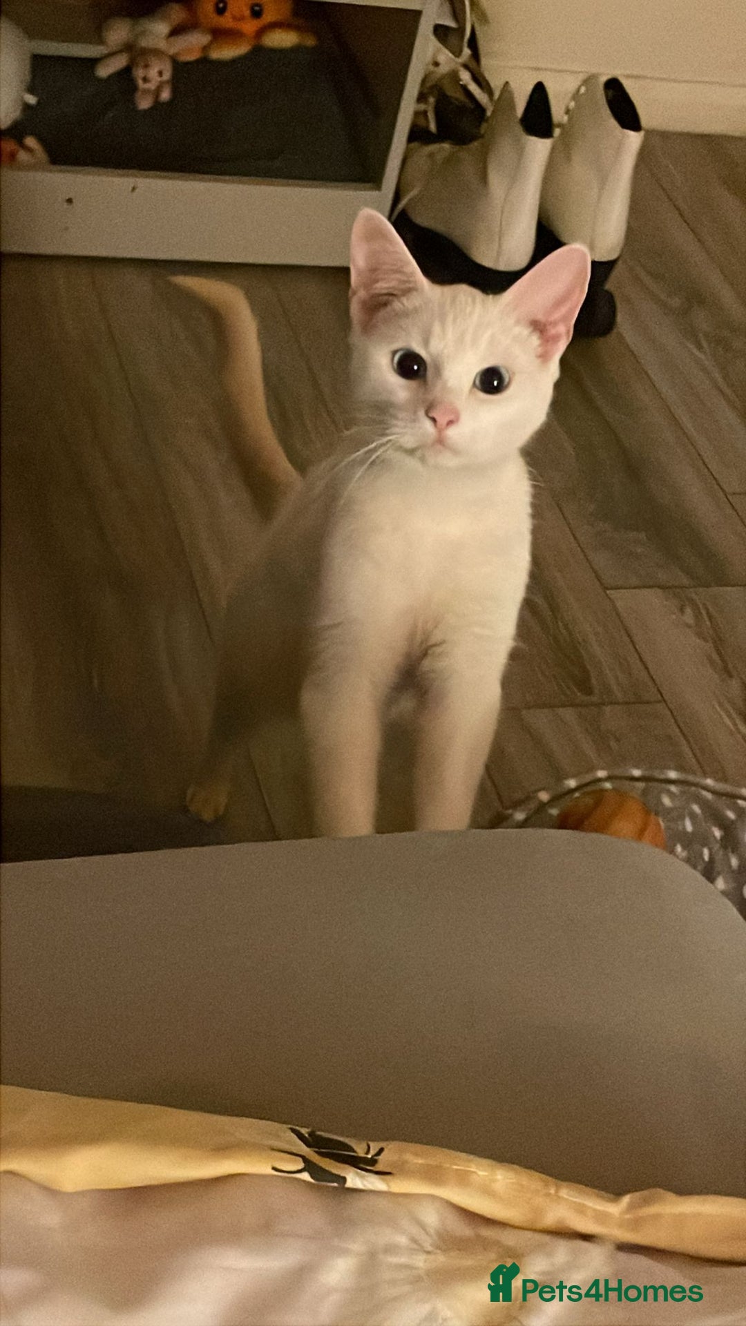 Turkish Angora cats for sale: Turkish Angora kittens  - Image 6