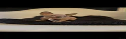 Sphynx cats for sale: Beautiful Sphynx kitten - Advert 6