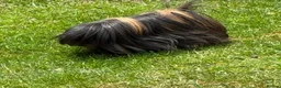 Guinea Pig rodents for sale: Peruvian sows x 2 - Advert 3