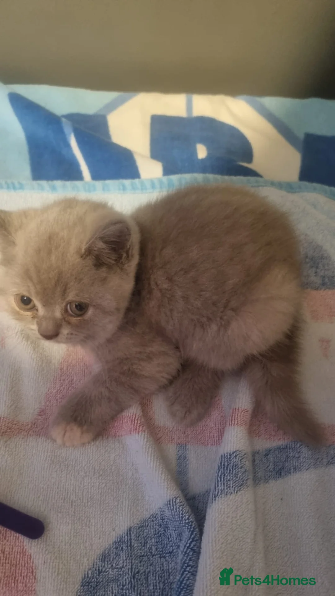 British Shorthair cats for sale: British short hair kittens for sale - Advert 7
