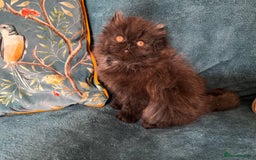 Persian cats for sale: Beautiful Persian Brother & 2 Sisters Available  - Image 6