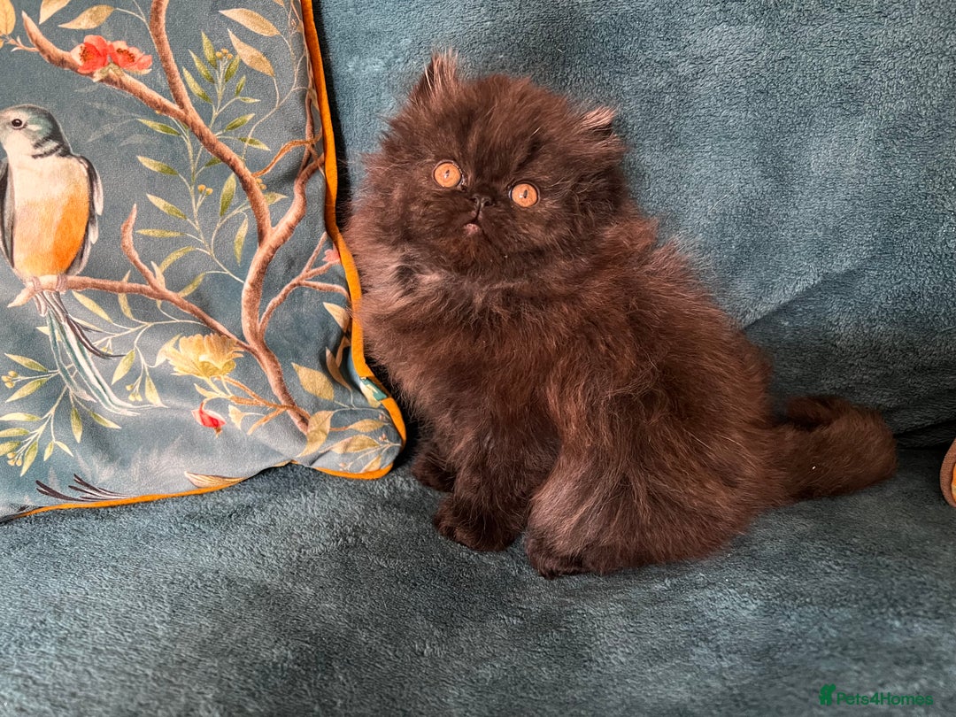 Persian cats for sale: Beautiful Persian Brother & 2 Sisters Available  - Image 6