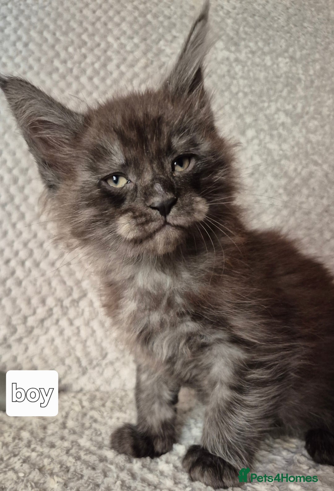 Maine Coon cats for sale: Mein Con - Advert 7