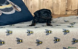 Miniature Dachshund dogs for sale: Beautiful mini dachshund puppies pra clear - Image 3