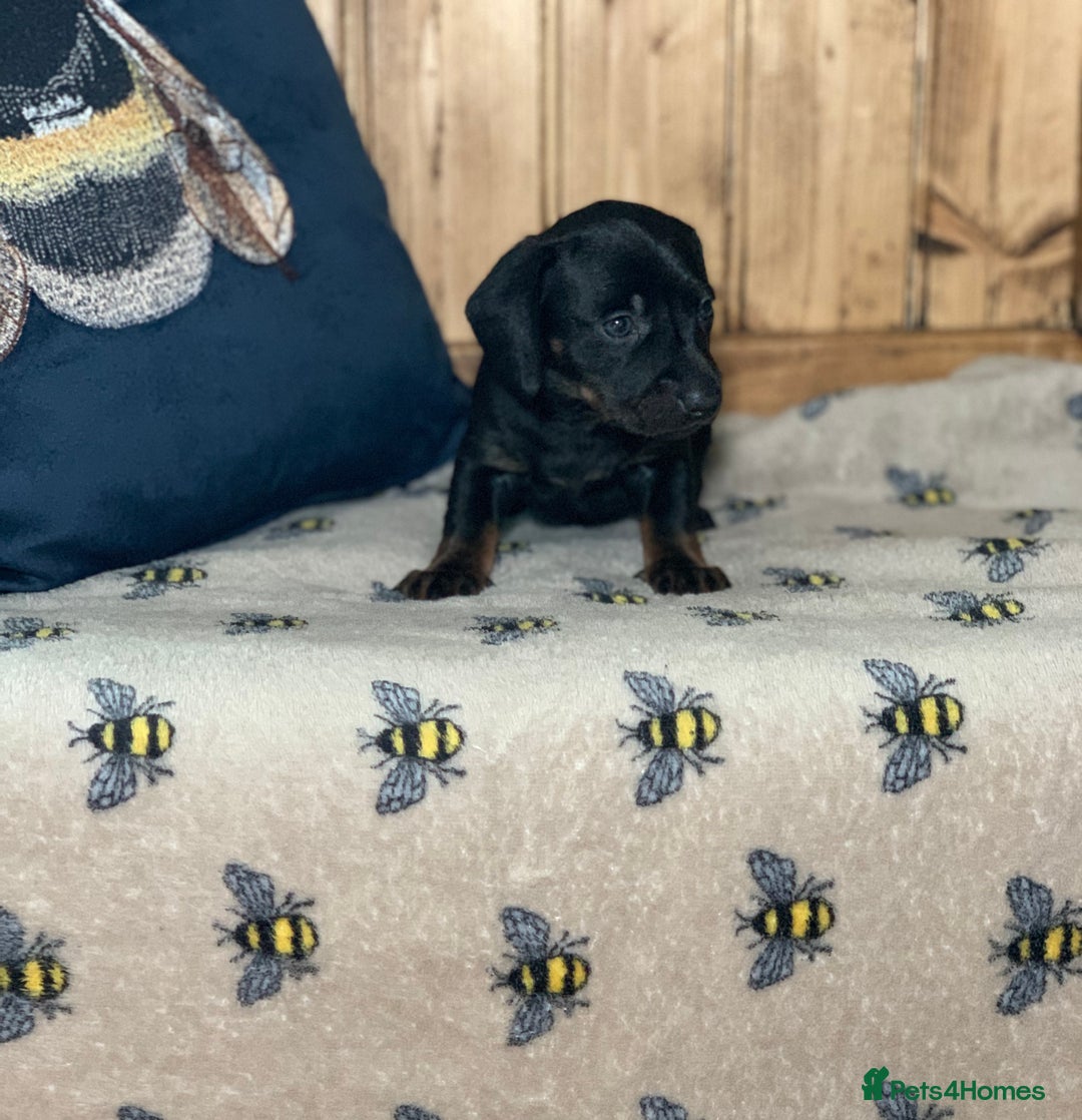 Miniature Dachshund dogs for sale: Beautiful mini dachshund puppies pra clear - Image 3