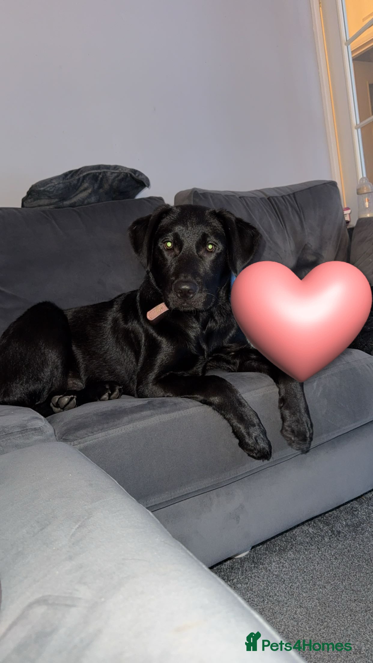 Mixed Breed dogs Molly - Advert 1