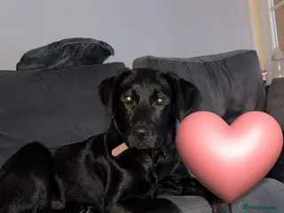 Mixed Breed dogs Molly - Advert 5